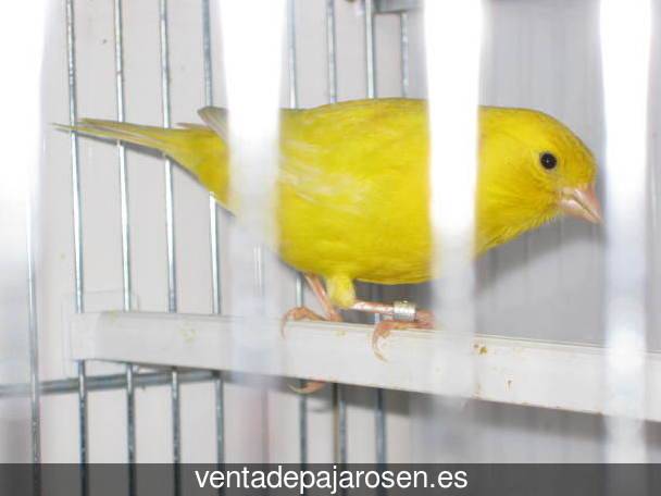 Cria de pajaros paso a paso Xeraco?